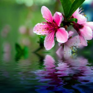 Flower Flower