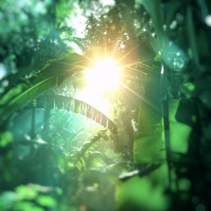 jungle in Vietnam